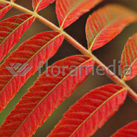 RHUS